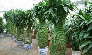 十种养活竹子的方法 盆栽竹子的种类